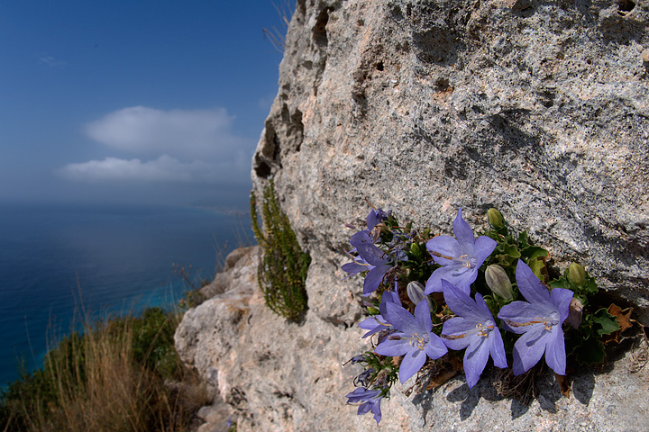 Campanula isophylla e C. fragilis subsp. cavolinii